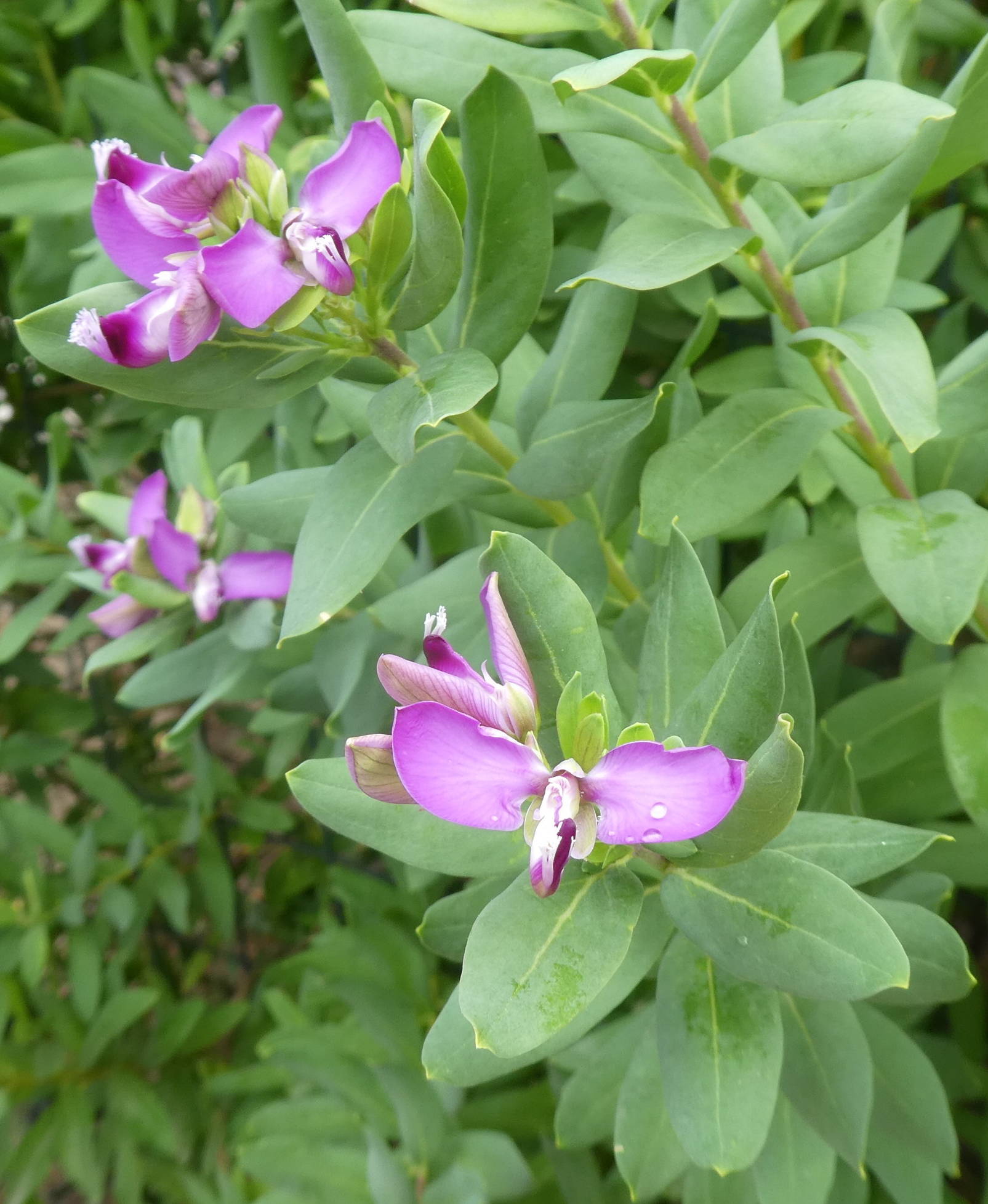 Polygala myrtifolia (Polygalaceae)